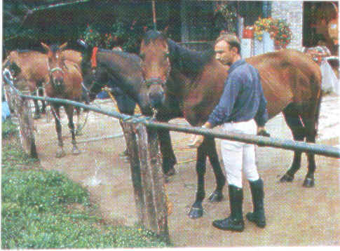 Cavallo.bmp (521302 byte)